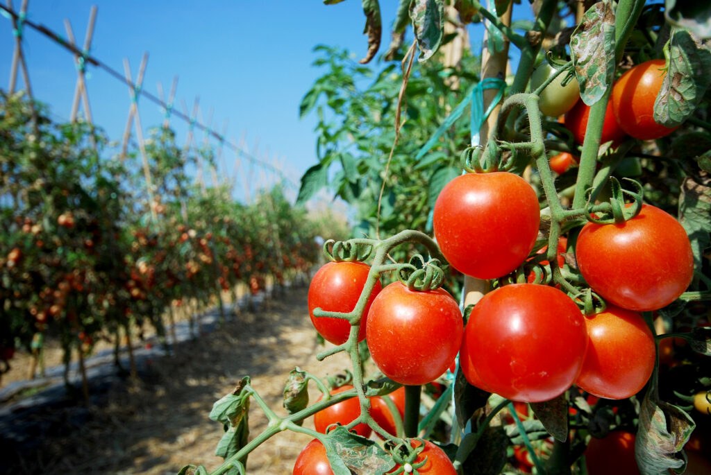 Tomate-shutterstock_232030204-1-1024x685