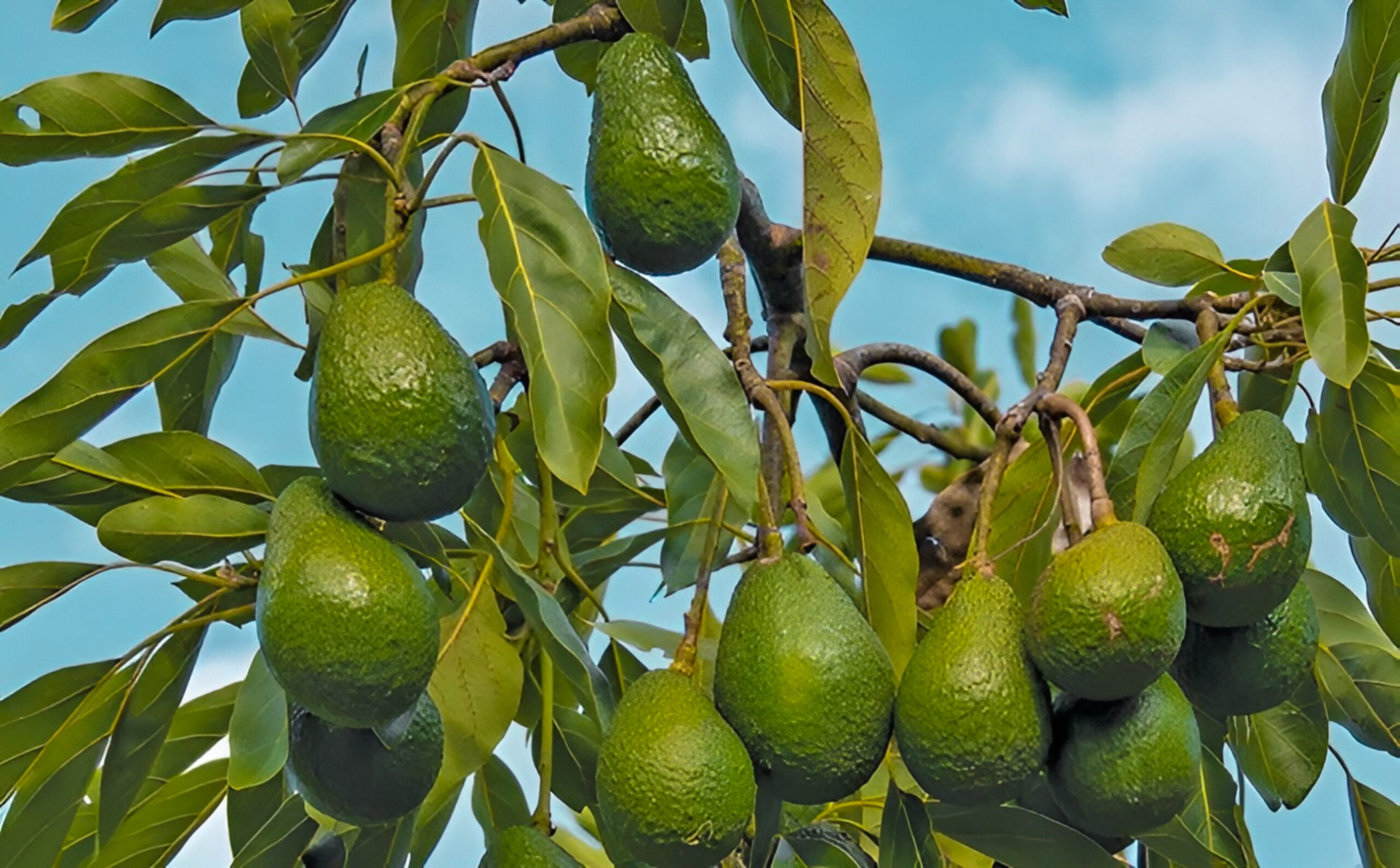 aguacate-hass